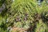 Chamaecyparis lawsoniana